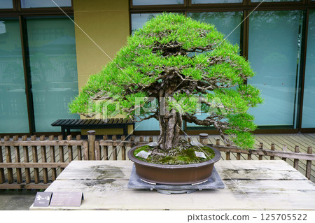 7824 盆景赤松盆景 7824 盆景赤松盆景 125705522
