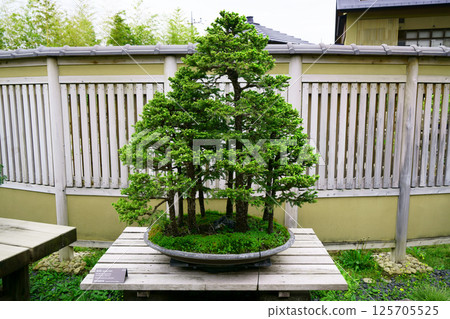 7826 盆景 蝦夷松 盆景 125705525