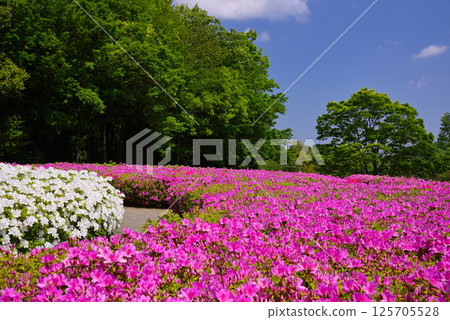 厚木杜鵑花盛開的“厚木杜鵑之丘公園” 厚木杜鵑花盛開的“厚木杜鵑之丘公園” 125705528