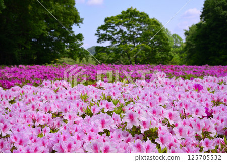 Atsugi Tsutsuji-no-Oka Park is completely covered with azaleas Atsugi Tsutsuji-no-Oka Park is completely covered with azaleas 125705532