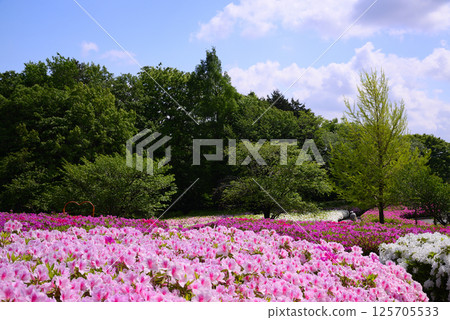 Atsugi Tsutsuji-no-Oka Park is completely covered with azaleas 125705533