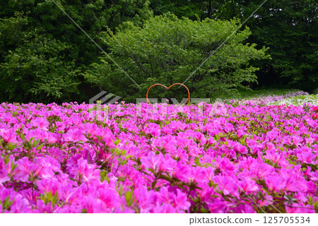 Atsugi Tsutsuji-no-Oka Park is completely covered with azaleas Atsugi Tsutsuji-no-Oka Park is completely covered with azaleas 125705534