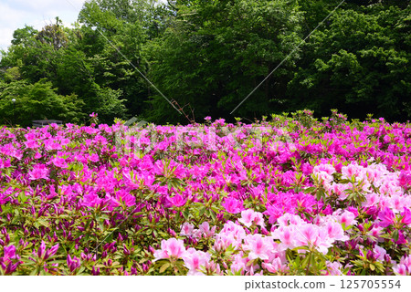 Atsugi Tsutsuji-no-Oka Park is completely covered with azaleas Atsugi Tsutsuji-no-Oka Park is completely covered with azaleas 125705554