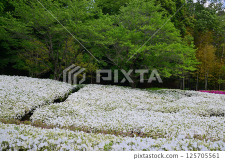 厚木杜鵑花盛開的“厚木杜鵑之丘公園” 125705561