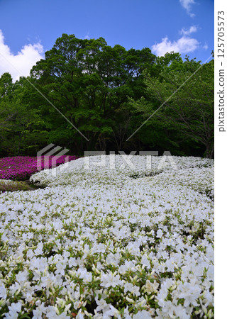 厚木杜鵑花盛開的“厚木杜鵑之丘公園” 厚木杜鵑花盛開的“厚木杜鵑之丘公園” 125705573