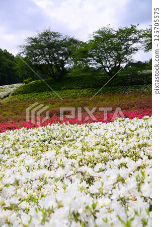厚木杜鵑花盛開的“厚木杜鵑之丘公園” 厚木杜鵑花盛開的“厚木杜鵑之丘公園” 125705575