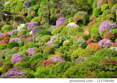 Shiofune Kannonji Temple: A temple of flowers and history Shiofune Kannonji Temple: A temple of flowers and history 125706046