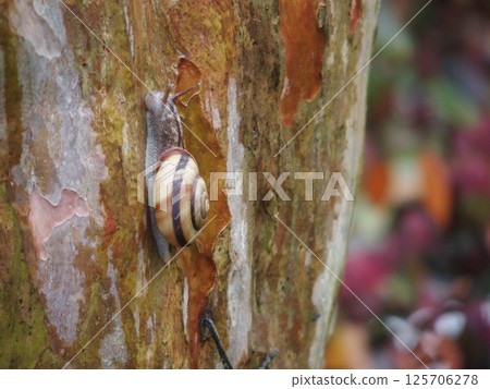 snails snails 125706278