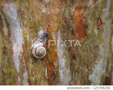 Snail climbing a tree Snail climbing a tree 125706280