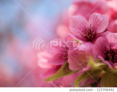 The beautiful pink cherry blossoms "Heishichizakura" bloom in April The beautiful pink cherry blossoms "Heishichizakura" bloom in April 125706442