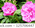Beautiful pink roses 125706447