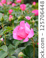 Beautiful pink roses 125706448