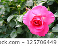 Dark pink roses 125706449