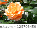 Rose of Orange 125706450