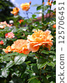 Rose of Orange 125706451