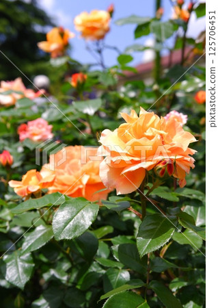 Rose of Orange 125706451