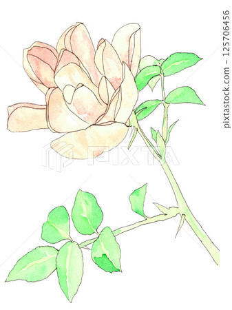 Watercolor illustration of pink roses - Stock Illustration [125706456 ...