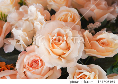 orange and white roses color flower on green leaves background, love, valentine, nature, fashion, buddha 125706465