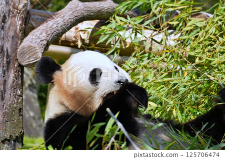 Giant panda eating moth Giant panda eating moth 125706474