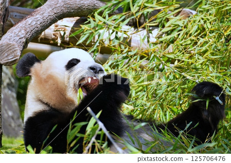 吃飛蛾的大熊貓 125706476
