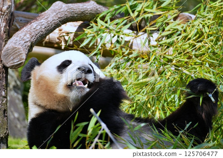 Giant panda eating moth 125706477