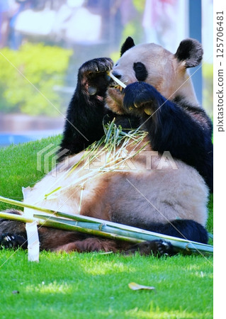 吃飛蛾的大熊貓 125706481