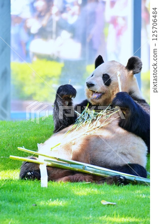 吃飛蛾的大熊貓 125706484