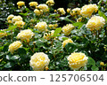 Yellow rose 125706504