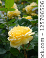 Yellow rose 125706506