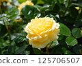Yellow rose 125706507