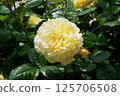 Yellow rose 125706508