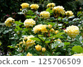 Yellow rose 125706509