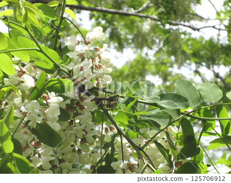 白刺槐花 125706912