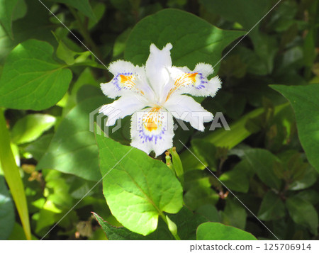 Shaga的花朵 125706914