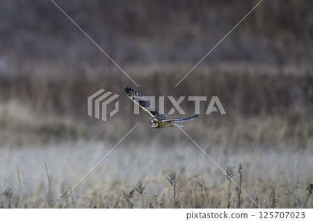 A short-eared owl appears on dead grass 125707023