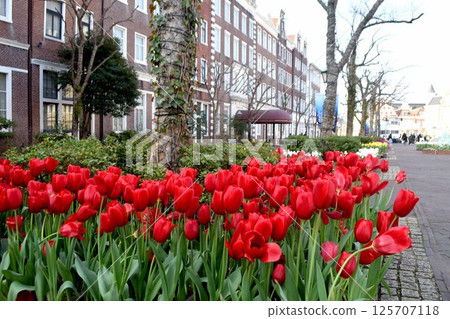 Tulips in full bloom 125707118