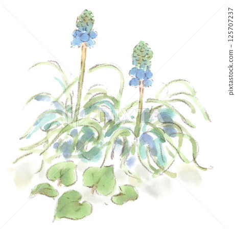 早春時節的葡萄風信子花的水彩畫，其花蕾略似馬尾 125707237