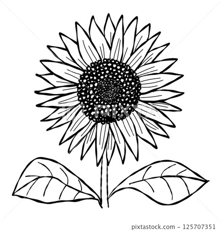 Simple line drawing of sunflower 125707351