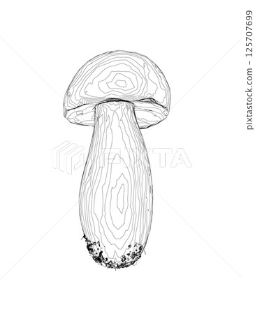 Outline champignon mushrooms Vector illustration drawn, toadstool, fly agaric, white toadstool, contour mushrooms isolated on a white background. Vector icon illustration of mushroom champignon. 125707699