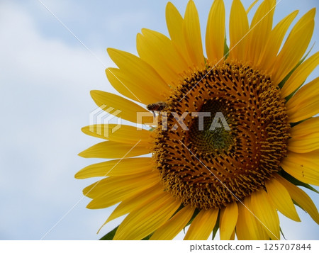 Big sunflower and bee [staring contest] 125707844