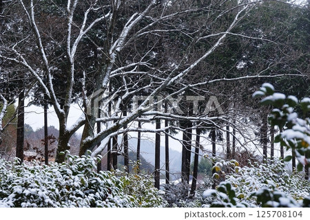 Snow scene 125708104