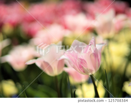 Beautiful pink tulips blooming in April: Yang Guifei 125708384
