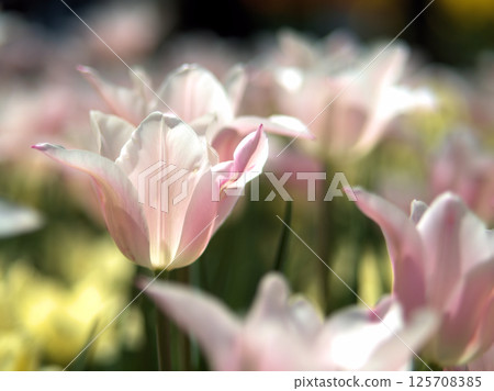 Beautiful pink tulips blooming in April: Yang Guifei Beautiful pink tulips blooming in April: Yang Guifei 125708385