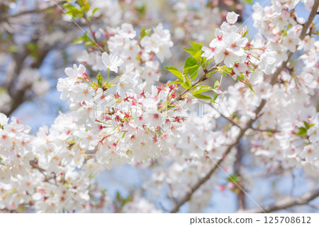 [Japan] Cherry tree branches and leaves in a grassy park in Chiba Prefecture where the flowers have fallen and green leaves are beginning to appear. 125708612