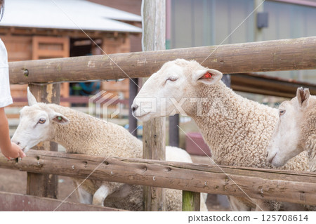 [Japan] Sheep raised on a farm in Chiba Prefecture lean their heads over the fence to wait for food 125708614