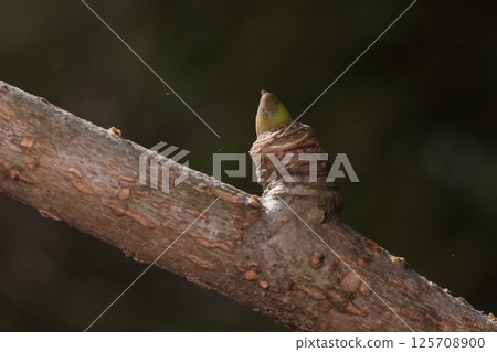Nature Plants Koshiabura, winter buds. A cone-shaped winter bud at the end of the piled-up leaf scars (?), this is a lateral bud Nature Plants Koshiabura, winter buds. A cone-shaped winter bud at the end of the piled-up leaf scars (?), this is a lateral bud 125708900