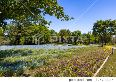 Saitama Prefecture Kumagaya Sports and Culture Park Nemophila 125709087