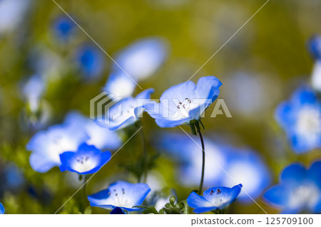 埼玉縣熊谷運動文化公園 Nemophila 埼玉縣熊谷運動文化公園 Nemophila 125709100