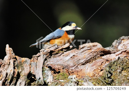 Wild bird Wild bird 125709249