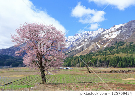 櫻花盛開的白馬山腳下的春天 125709434